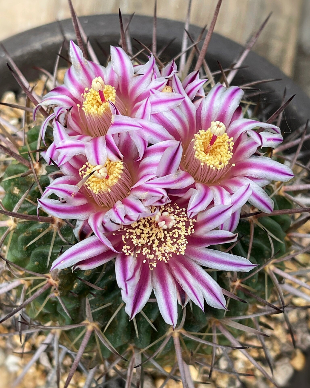 【多棱玉开花】 仙人球多棱玉stenocactus multicostatus