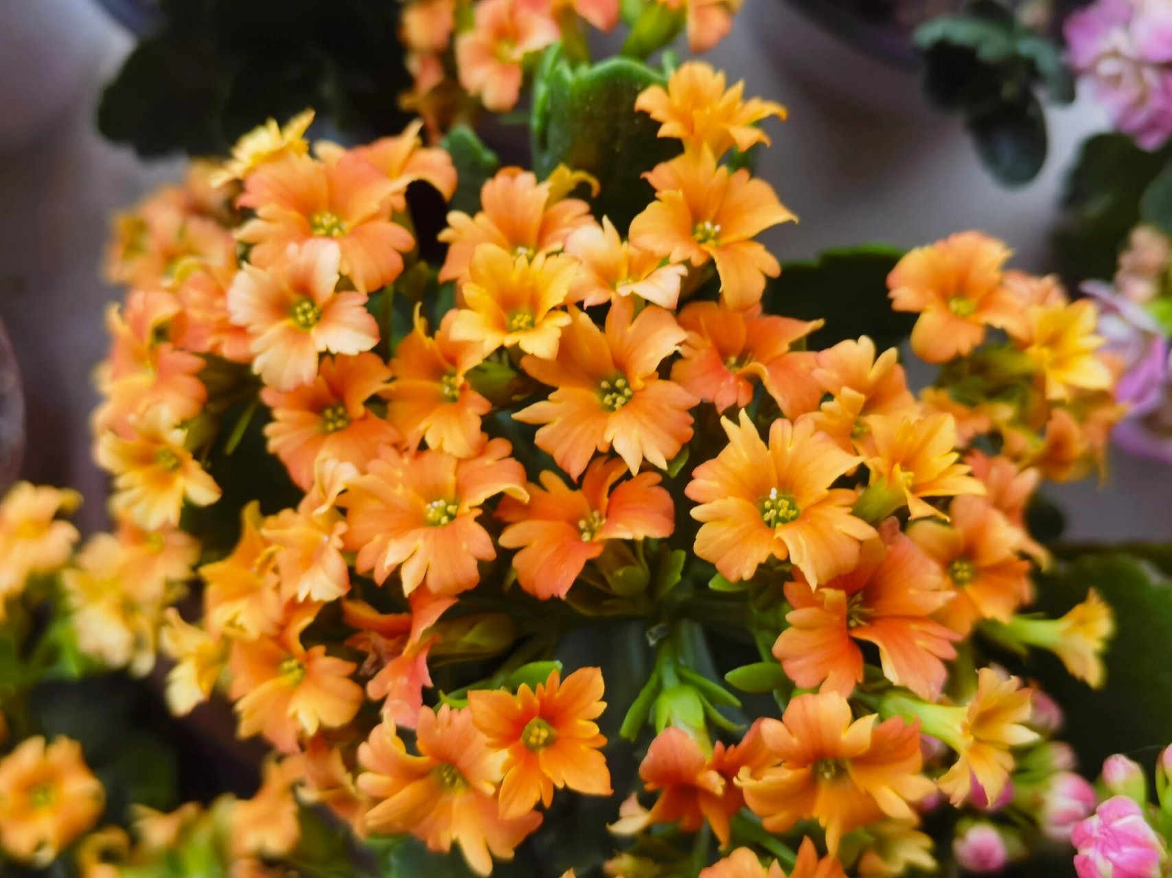 长寿花单瓣蝴蝶橙