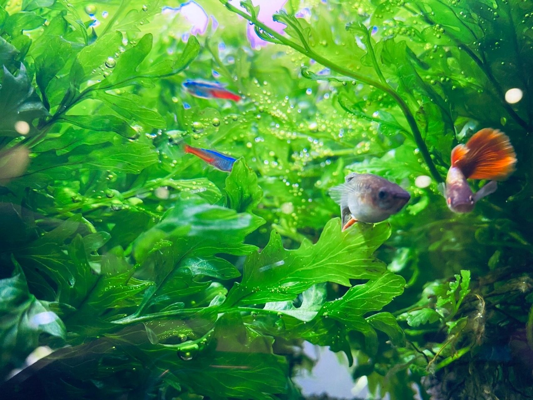 nb植物活力素,救活了我的黑木蕨水草 nb活力素(非hb101)生长活力素在