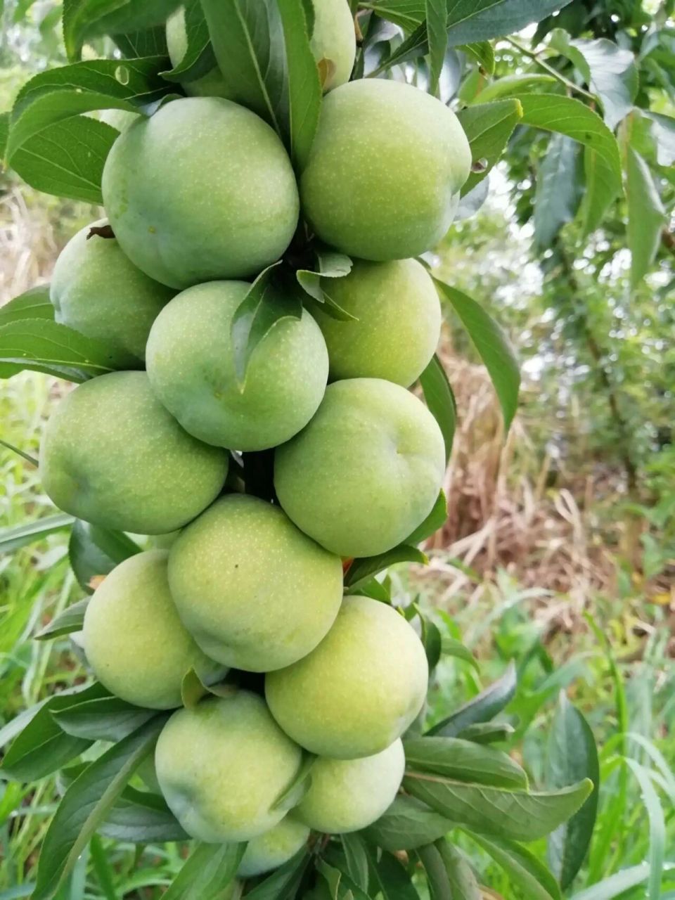 大美重庆特产之万州特产---青脆李 万州青脆李重庆市万州区青脆李专业