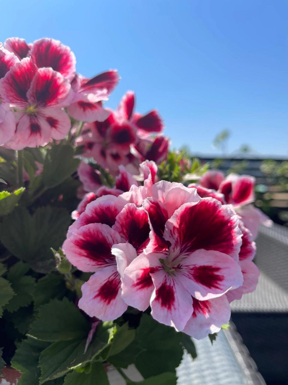 大花天竺葵 法兰西美人系列"保琳" 大美人二号,花期就快过了,于是趁着