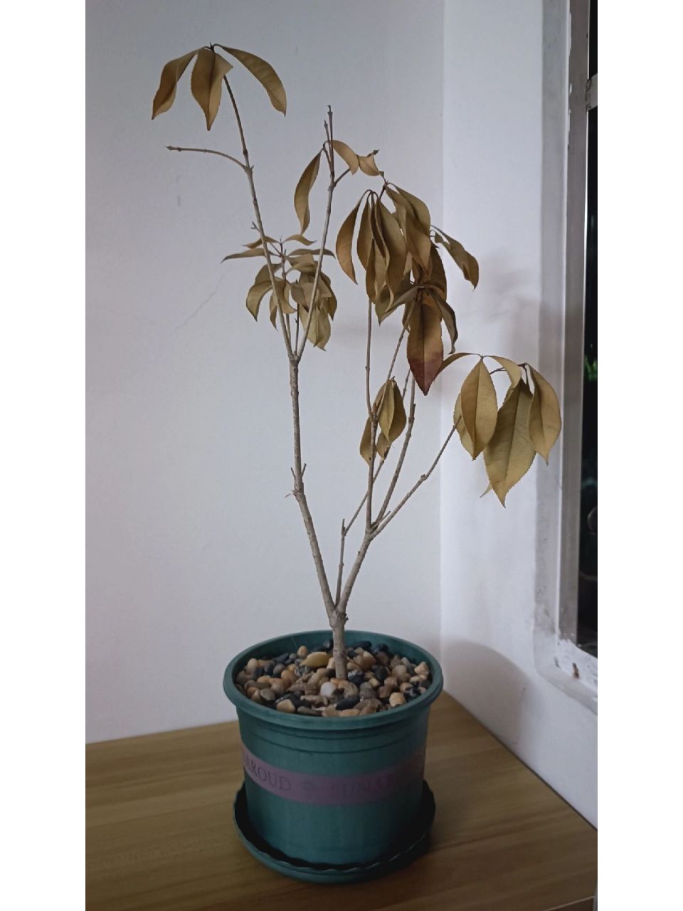 桂花树之前没打理晒枯了,尝试救活… p1  放在室外阳台,没浇水曝晒枯
