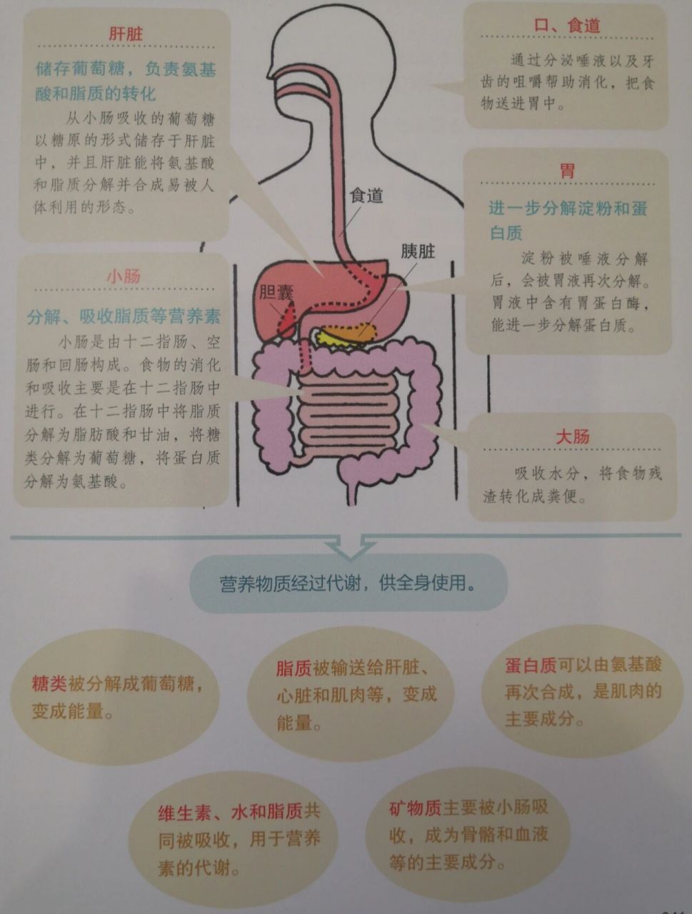 糖类消化吸收过程图图片