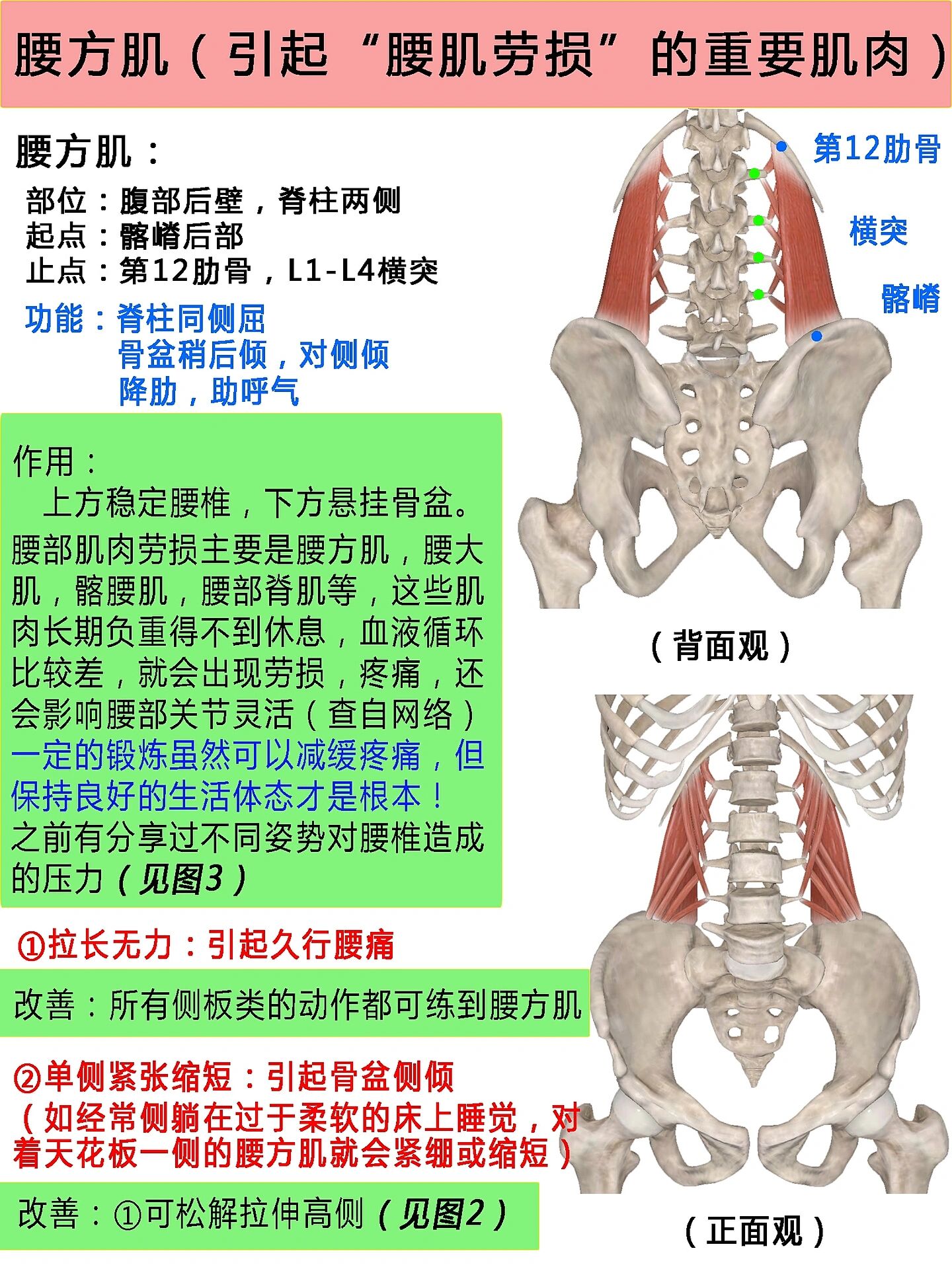 腰方肌解剖图图片