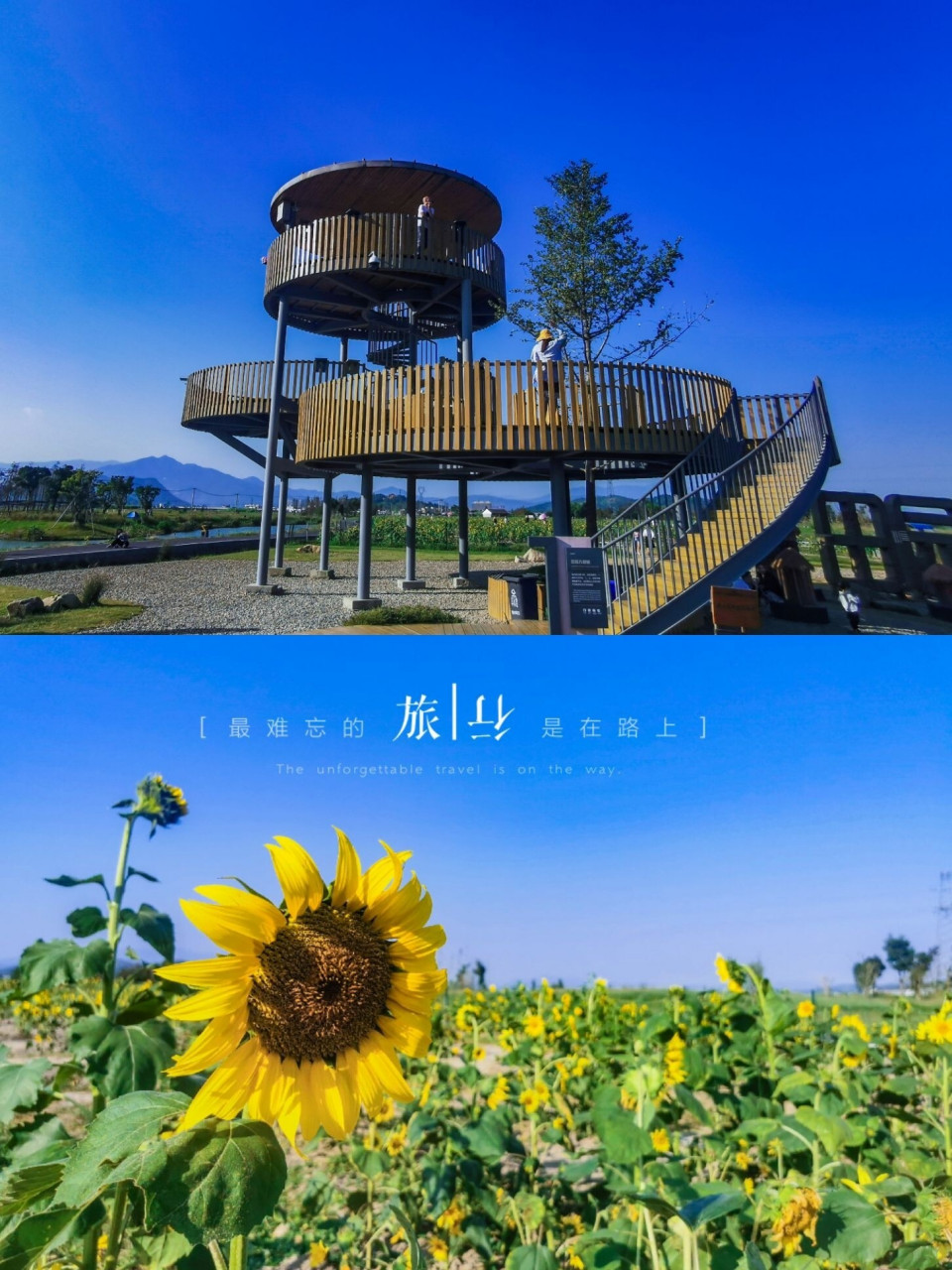 周边游|打卡瑞安网红地  拥抱向日葵花海 温州瑞安平阳鳌江秋天好去处