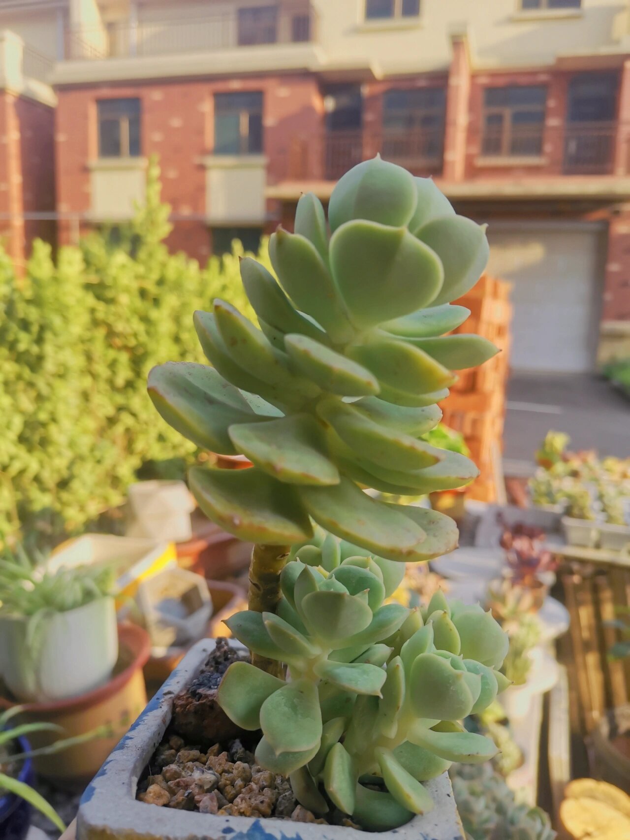 妮可莎娜这个品种真的是出状态太难了