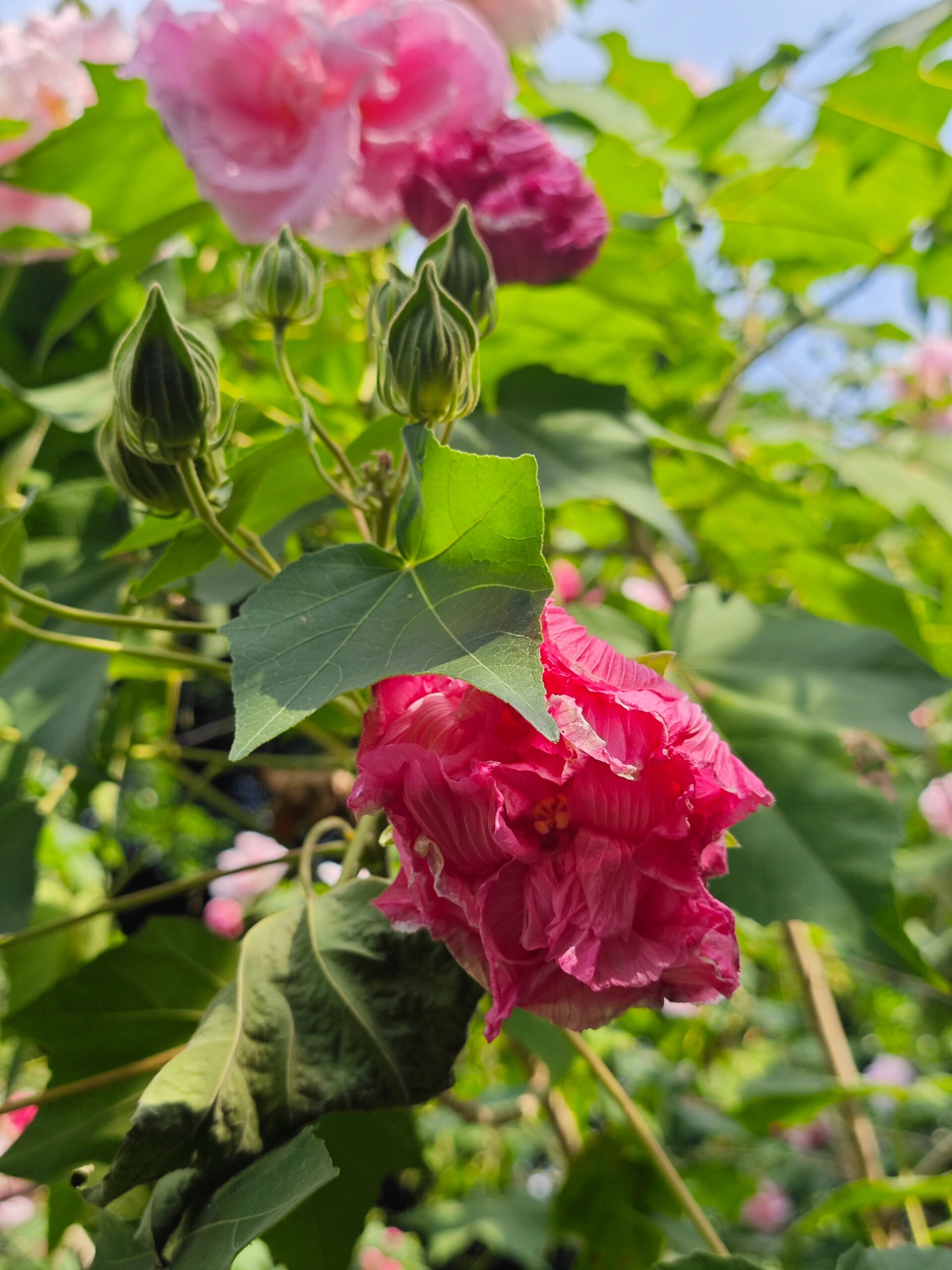 西湖公园,重瓣木芙蓉