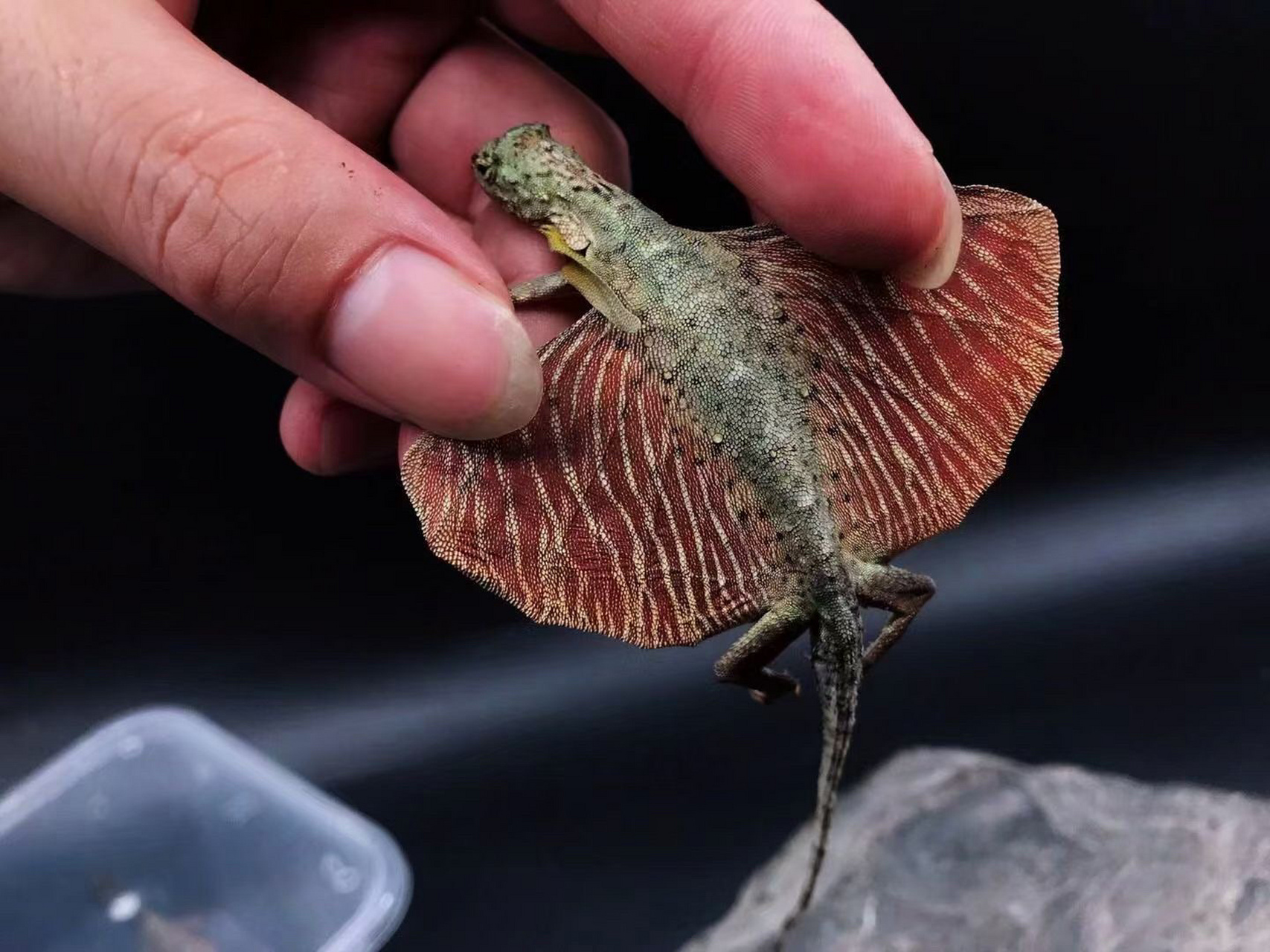 斑飞蜥是鬣蜥科,飞蜥属的爬行动物.