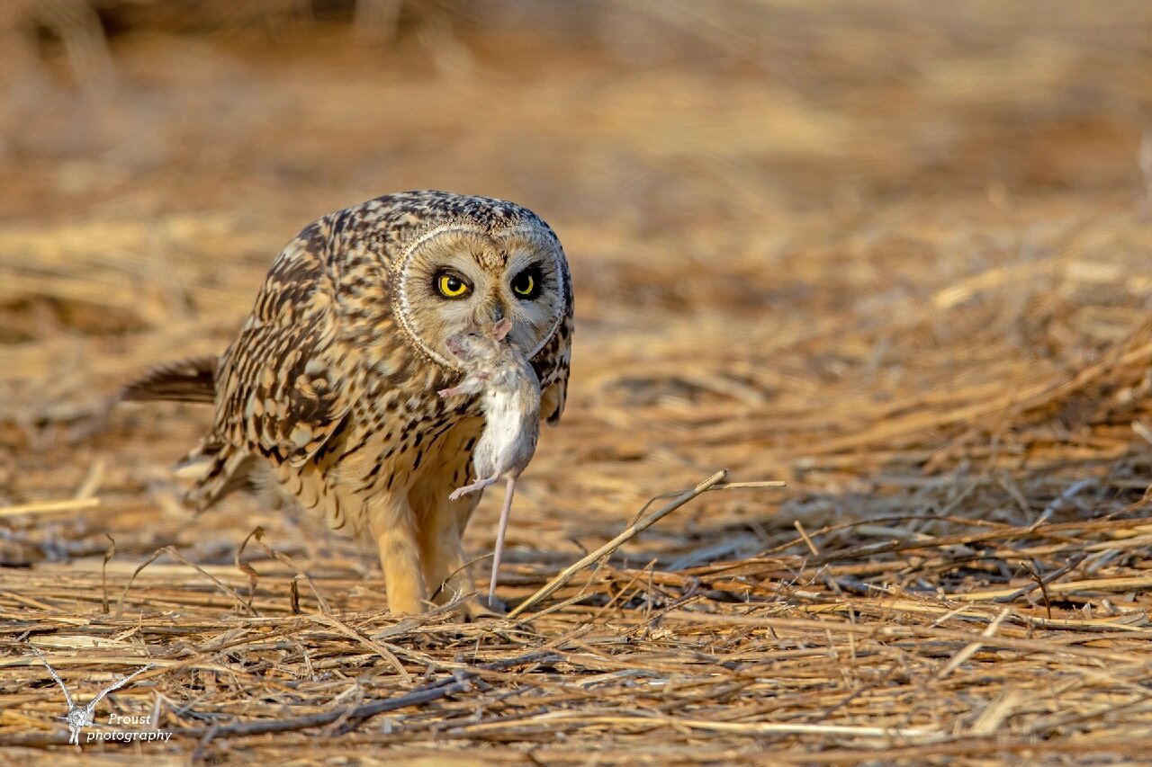 可萌可凶的短耳鸮 短耳鸮是最常见的猫头鹰之一,它不仅分布广泛,而且