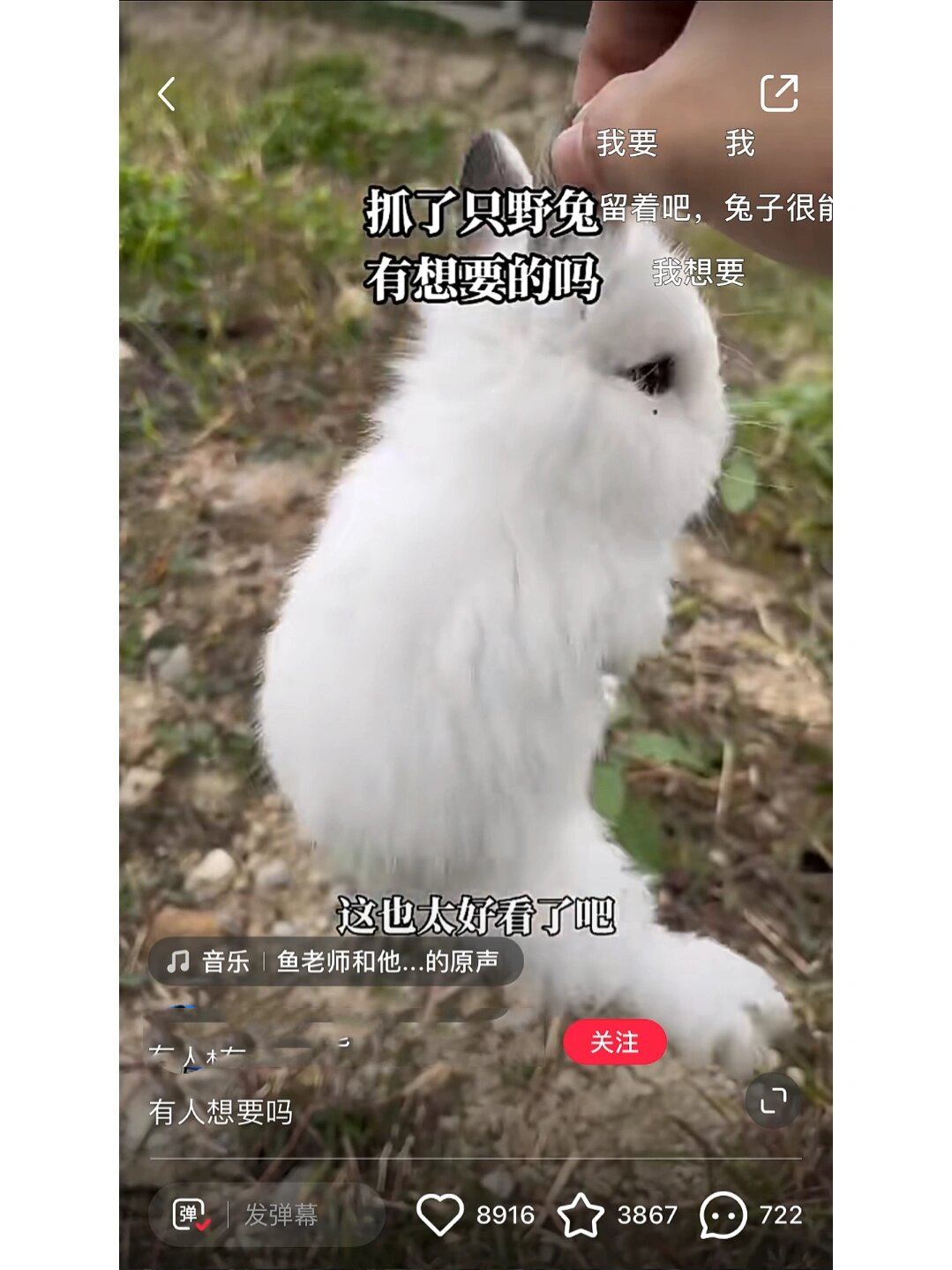 揪兔子耳朵?😅