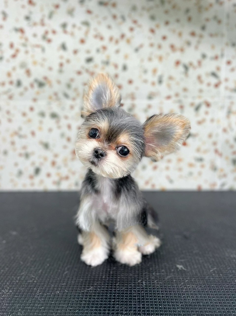 约克夏|解放双手的米奇头02 是不是每次扎完辫子都感觉手要废废的了