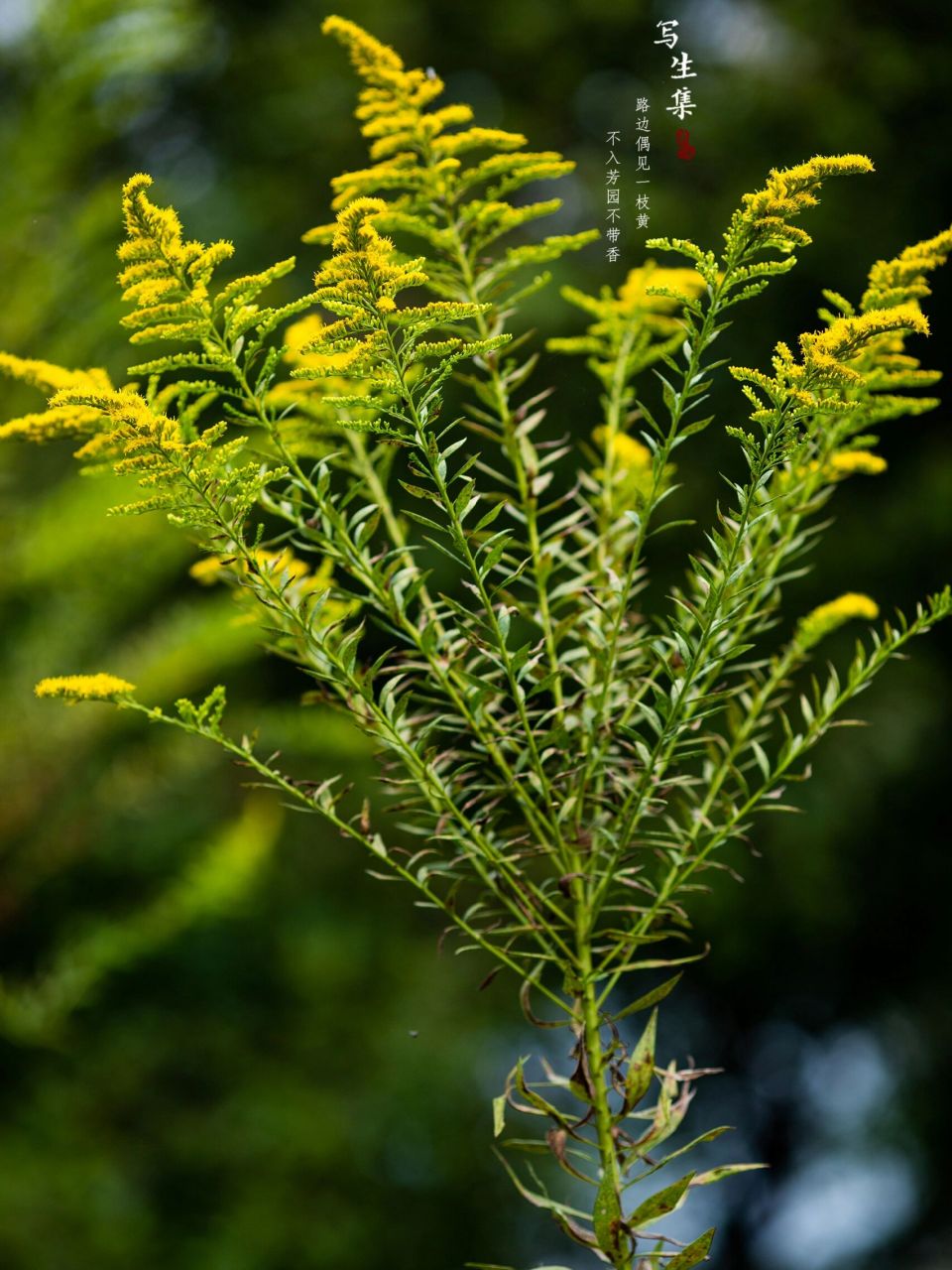 【写生百科】 加拿大一枝黄花(solidago canadensis l.