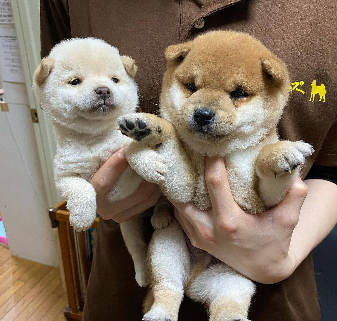 柴犬幼犬价格多少钱一只?