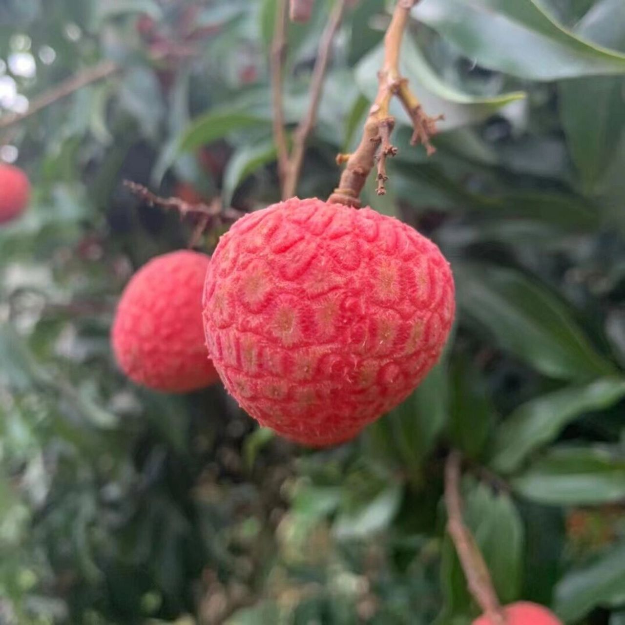 广西白腊荔枝 产于广西灵山县百年荔枝之乡