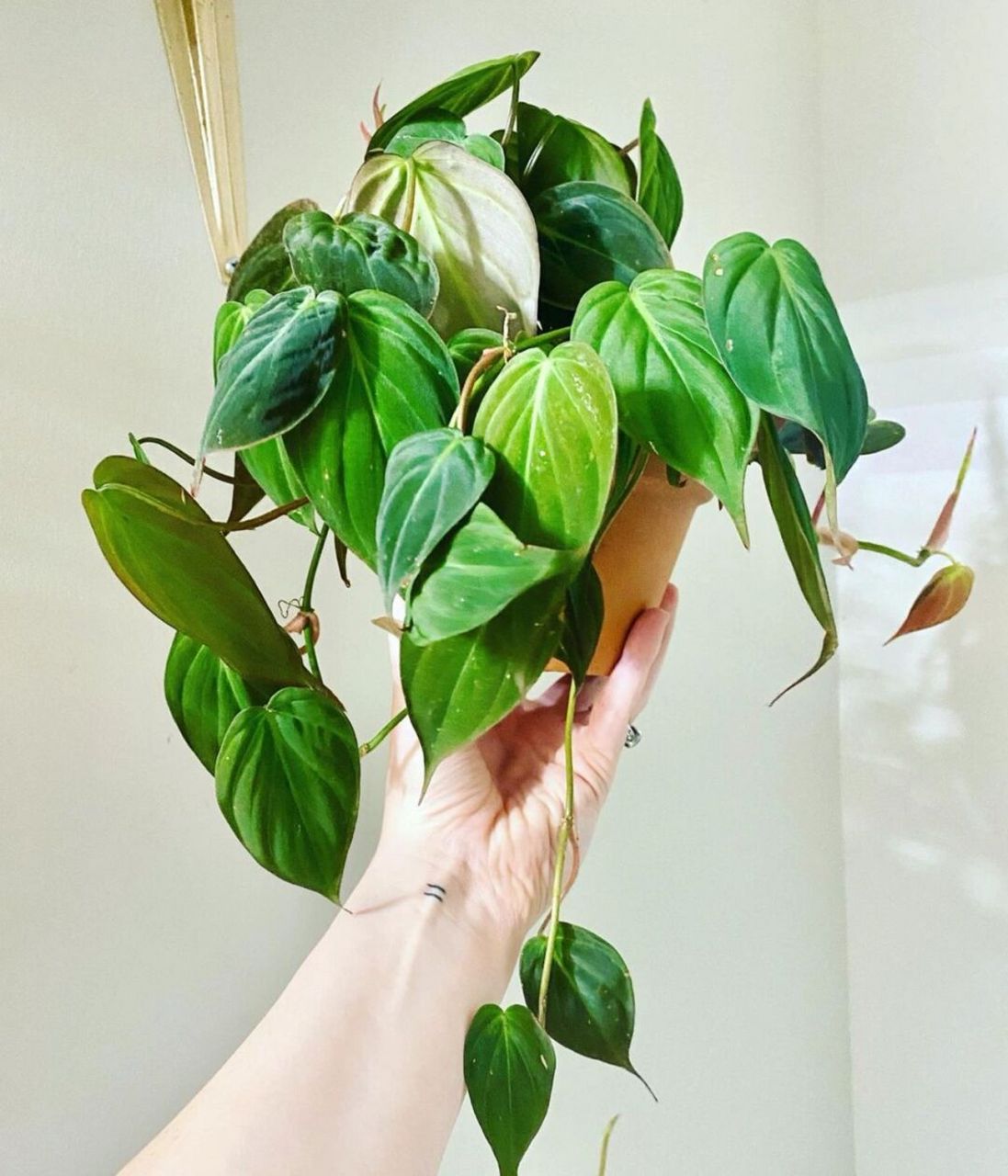 为什么叫云母蔓绿绒?