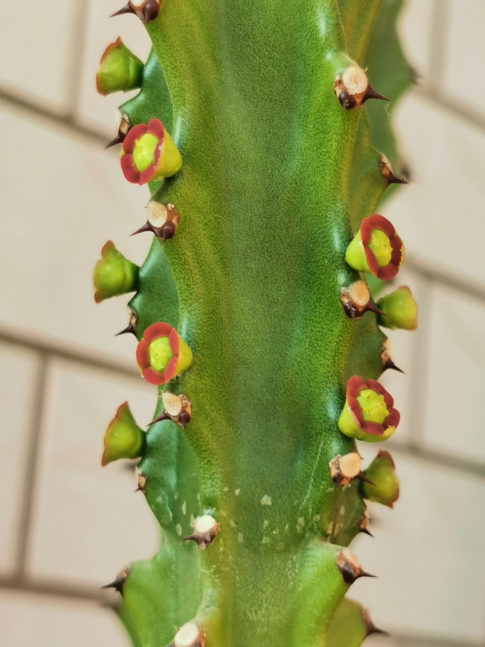 家里的龙骨开花了,养了好多年了,第一次开