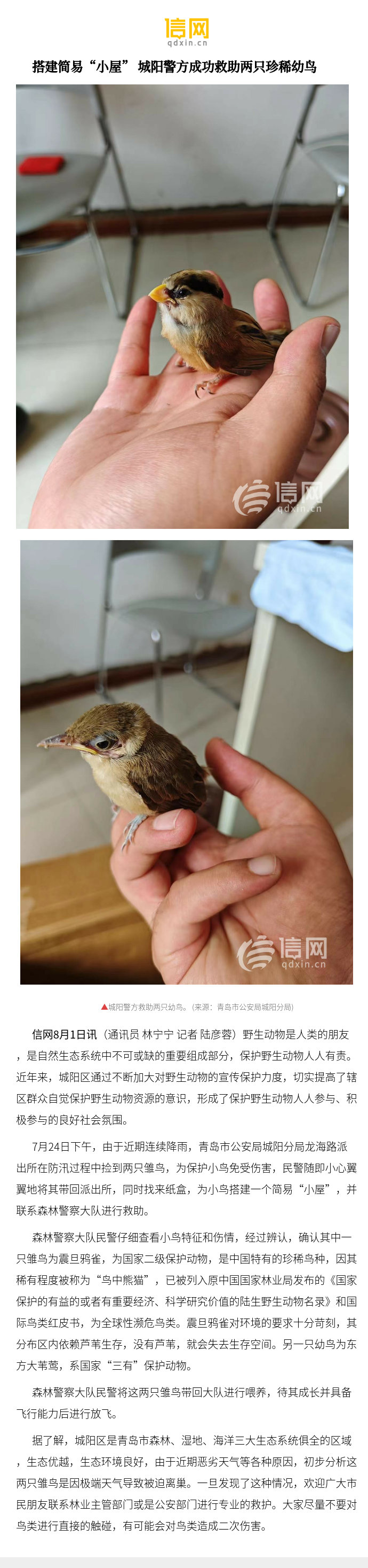【搭建简易"小屋" 城阳警方成功救助两只珍稀幼鸟】据了解,城阳区是