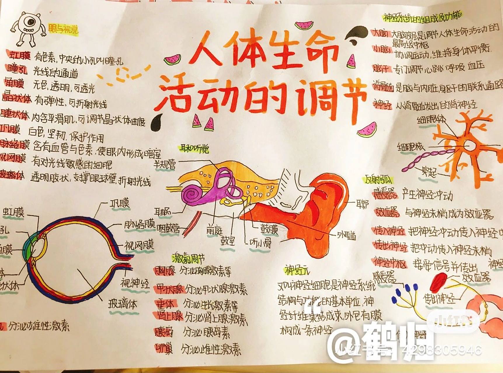 七下生物第六章人体生命活动的调节思维导图 我又来打卡了7815