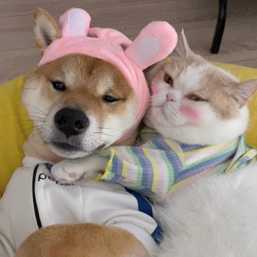 可爱的萌宠情侣头像