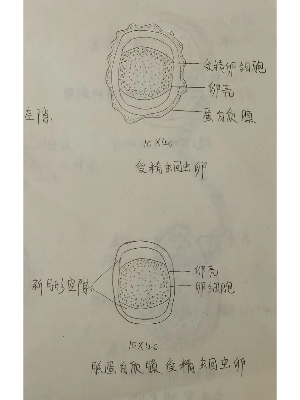 寄生虫手绘图7190 受精蛔虫卵 未受精蛔虫卵 脱蛋白质膜受精蛔虫