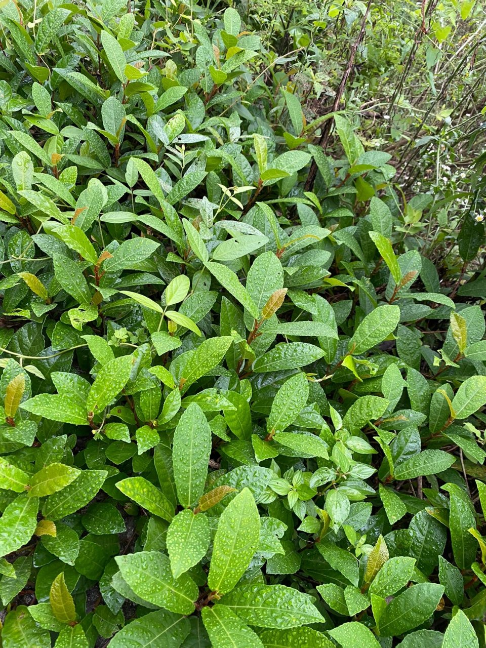 风藤子哦,你们那叫什么呢 风藤子