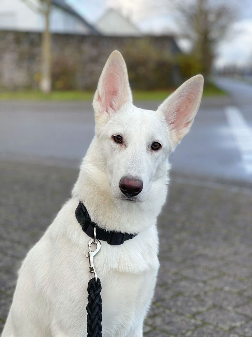 是的!白德牧六个月的时候长成这样啦