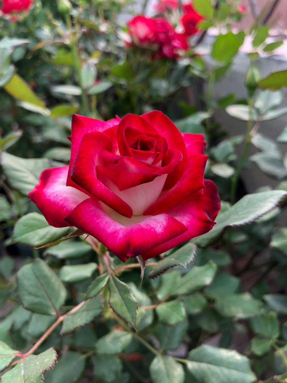 狮子座月季       多头群开,白色花瓣带着红边,耐晒耐雨淋,花瓣颜色不
