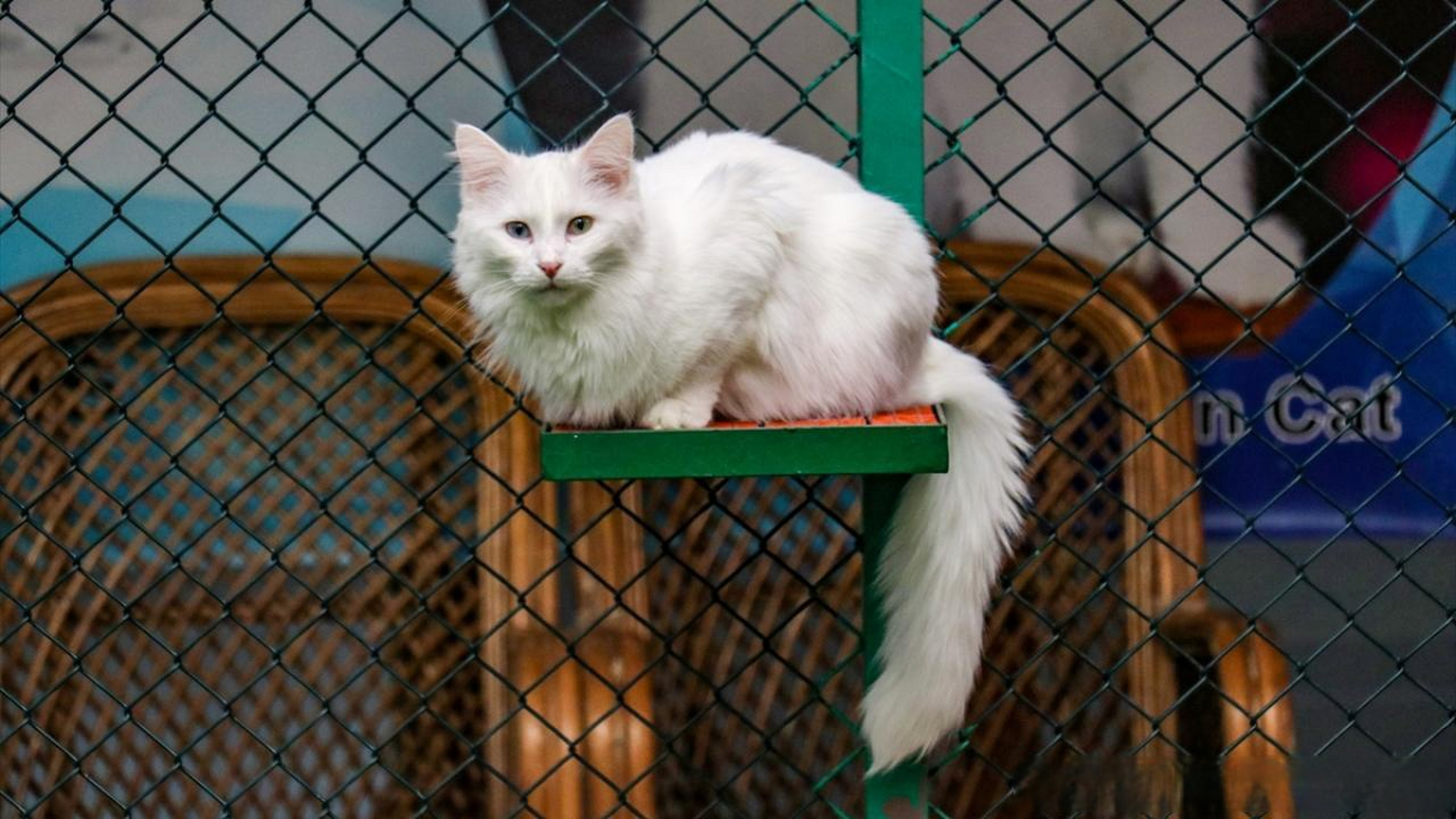 【凡猫别墅繁育计划:145只小猫,80只被领养】 在凡城的尤祖努伊勒大学