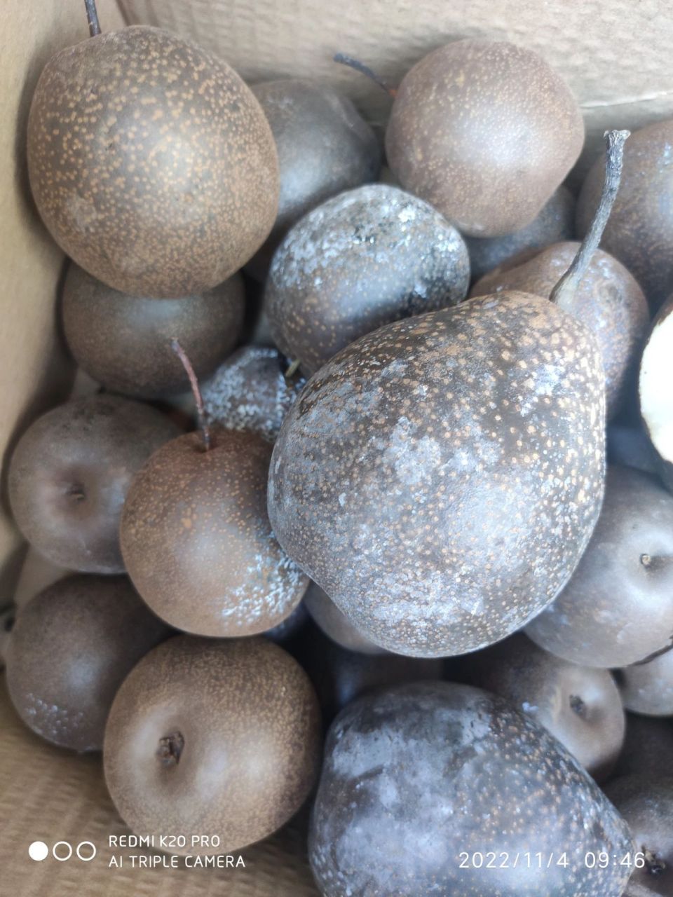 有人知道这种黑皮梨吗?