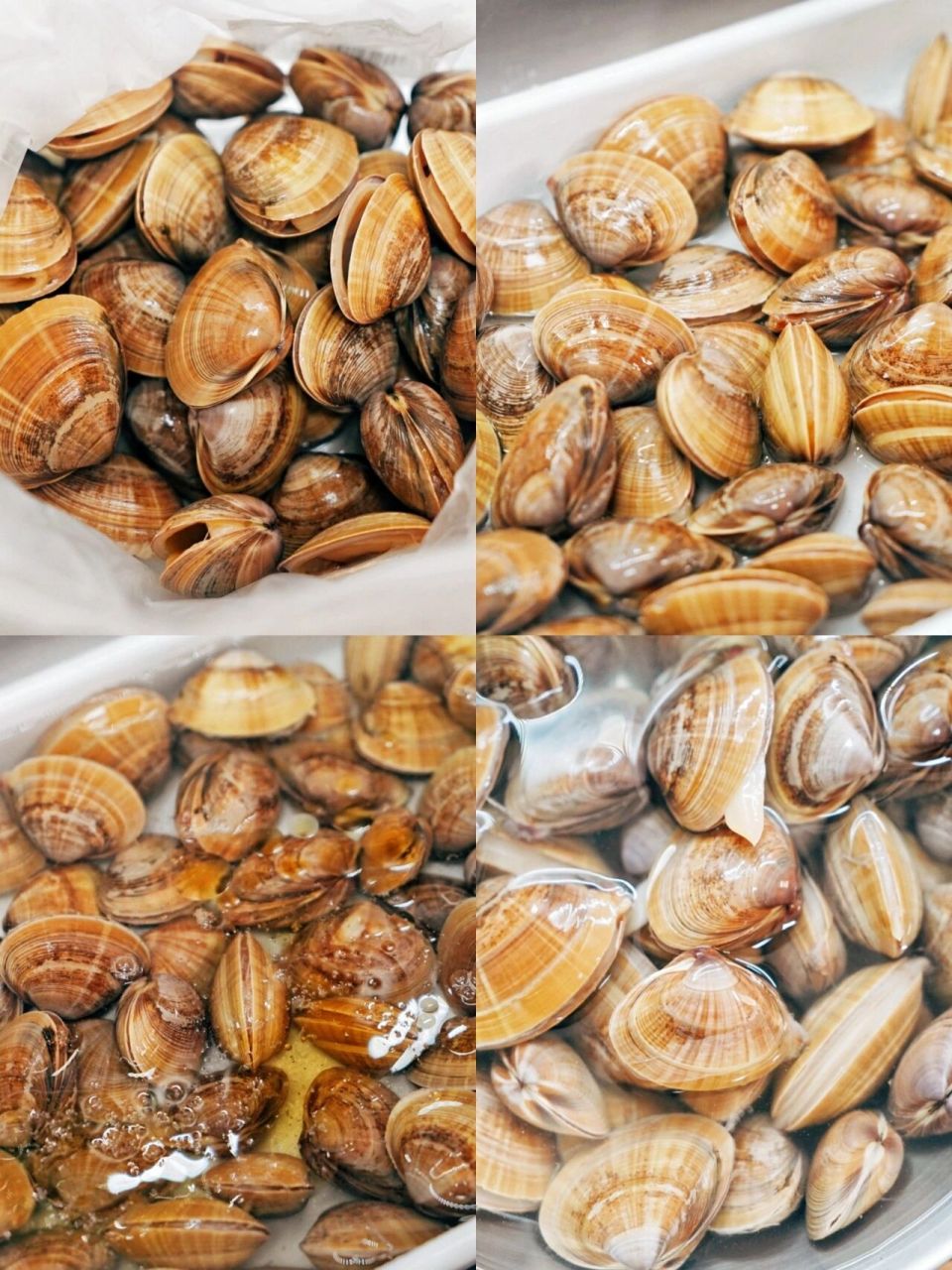 春味尝鲜 | 3分钟原汁黄蚬子  这季的黄蚬子好肥,买了两斤尝尝鲜