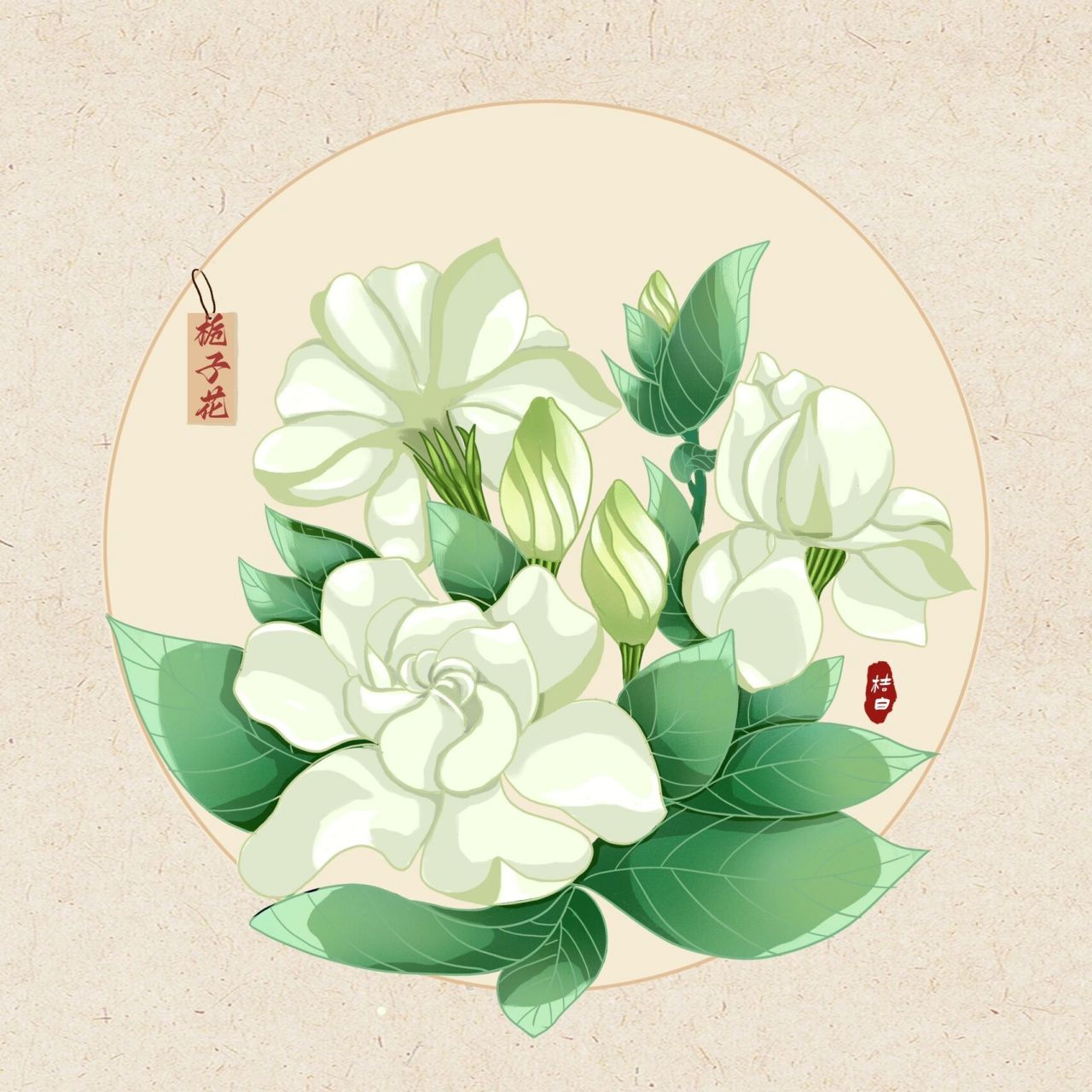 原创植物系列插画栀子花完整图77效果图 原创植物系列插画栀子花