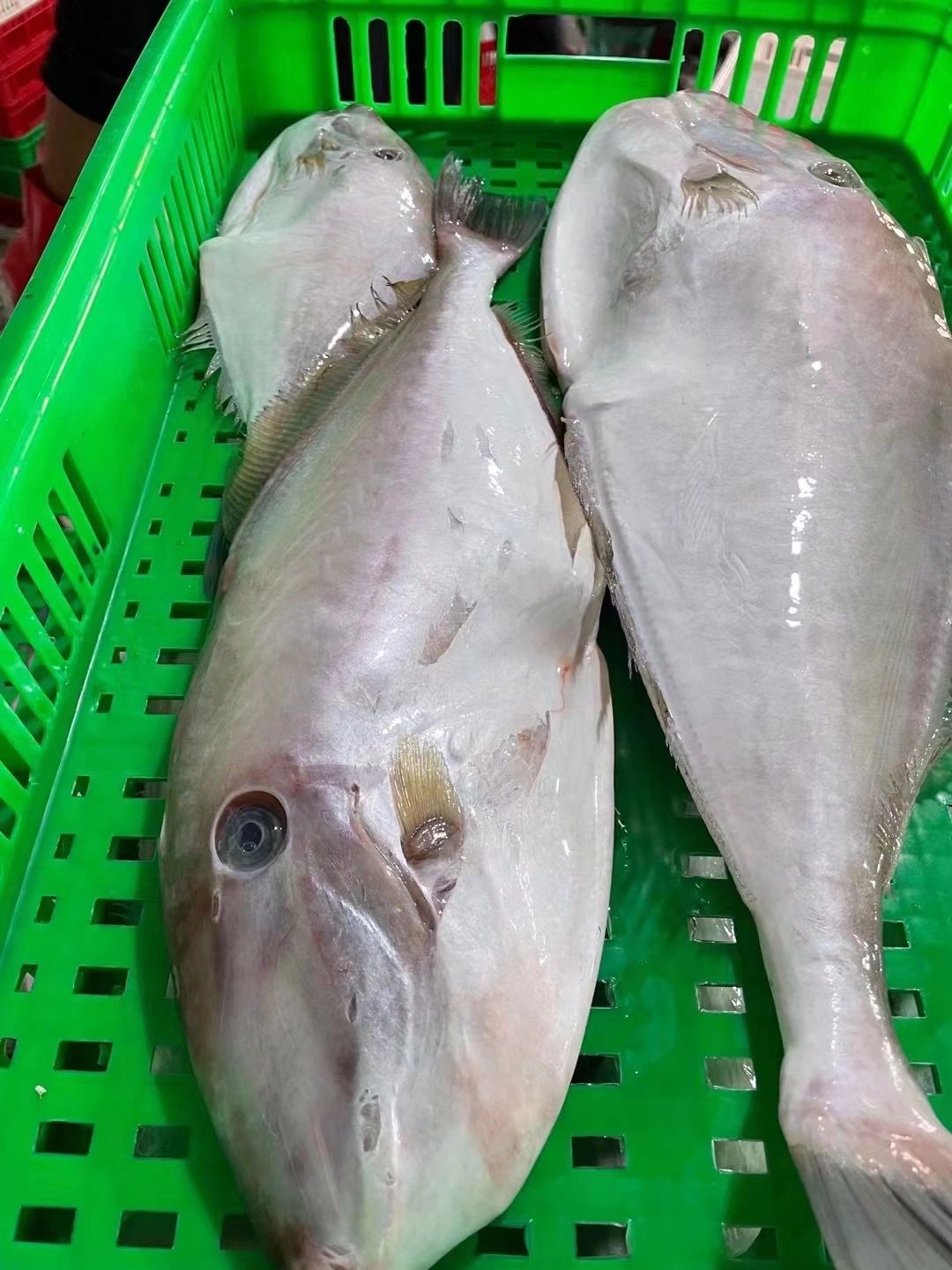 马面鱼的家常做法