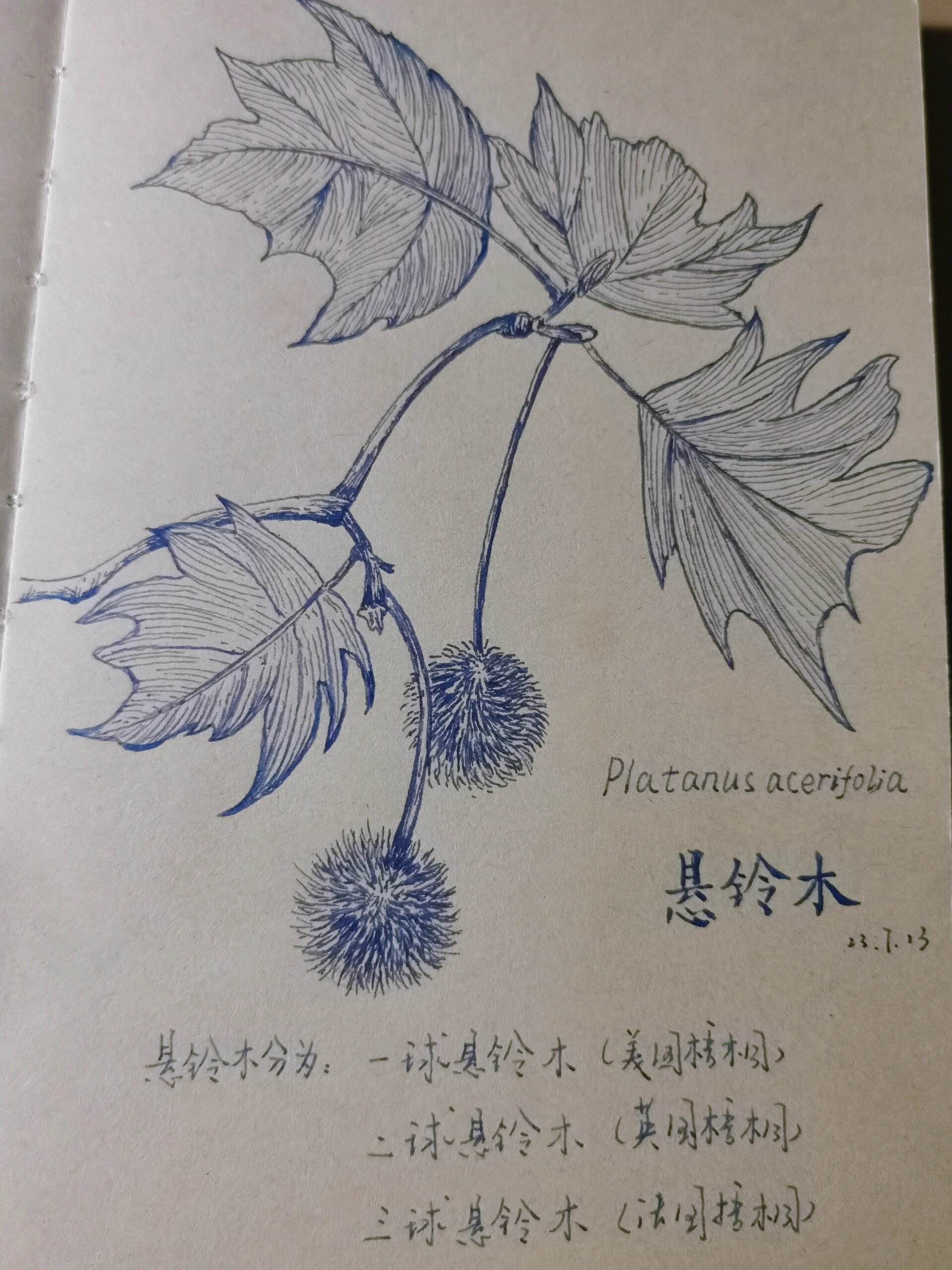 每日一画·悬铃木
