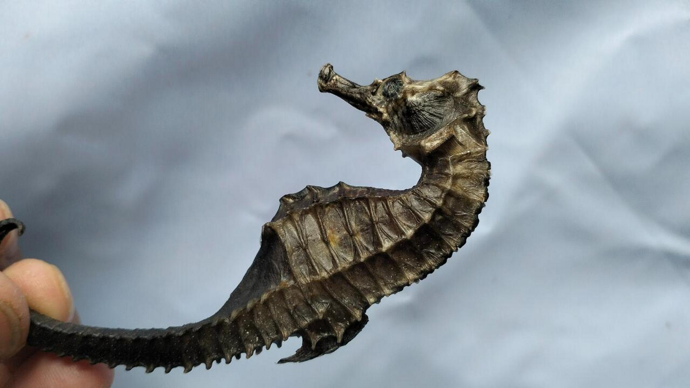 今天来聊聊一个男人的小秘密——海南谭门港线纹海马干98,它比枸纪