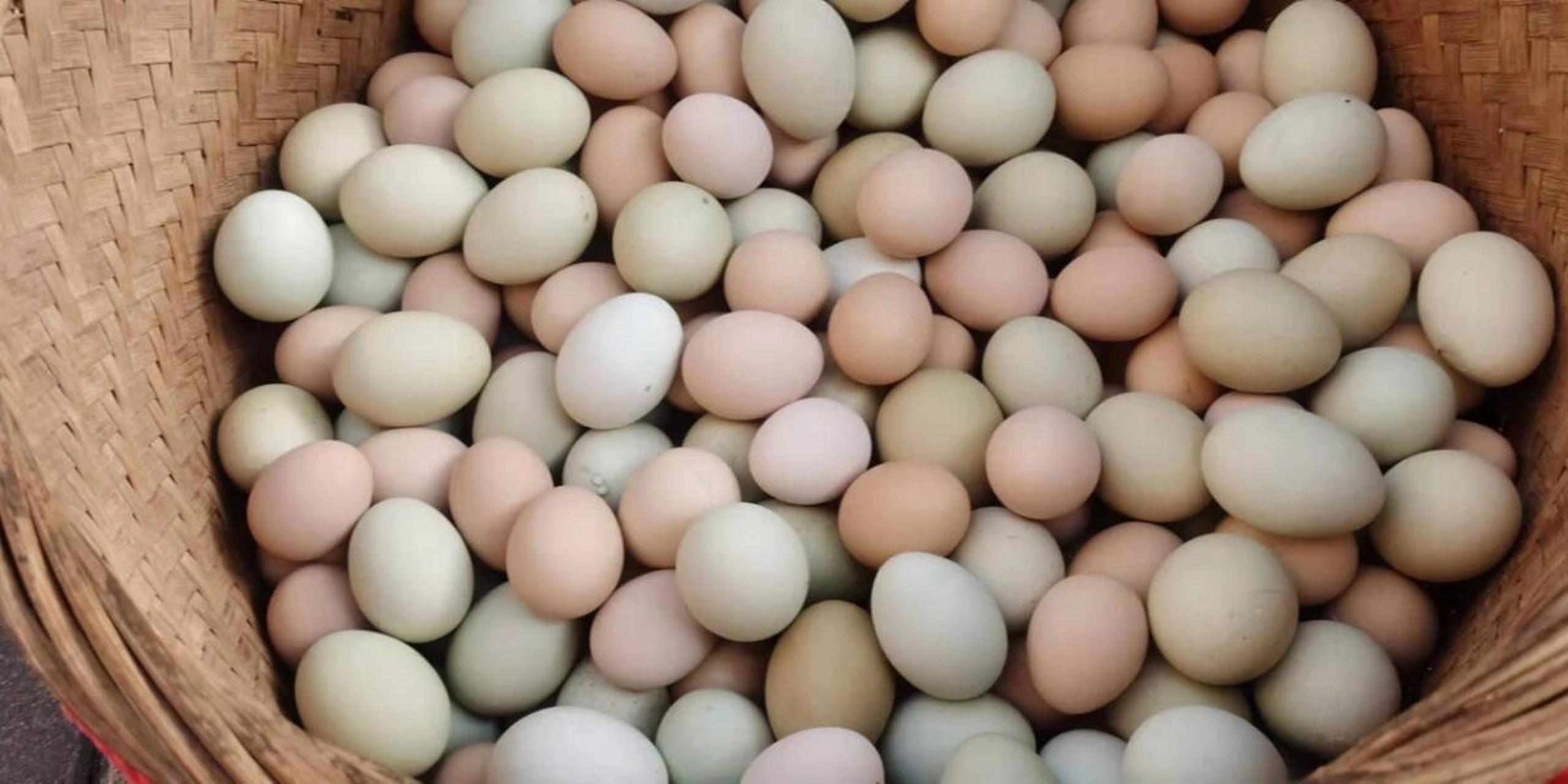 特别推荐:散养黑凤土鸡蛋 好鸡蛋的标准,壳硬,蛋液稠,蛋黄色泽金黄