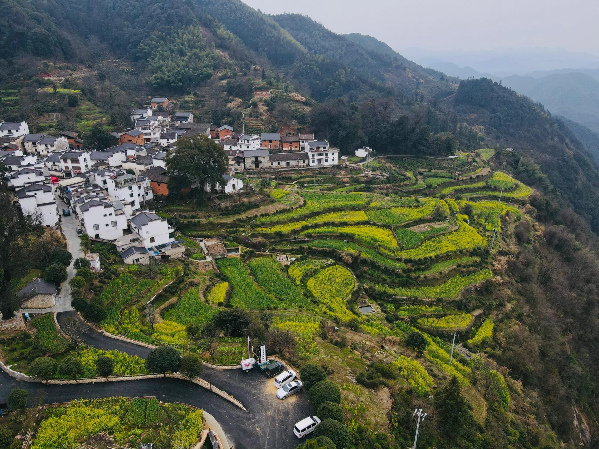 14油菜花实况 婺源查平坦村的油菜花开了50%左右 村落很原生态,是我