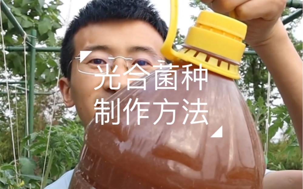 几乎免费的光合菌种的制作方法