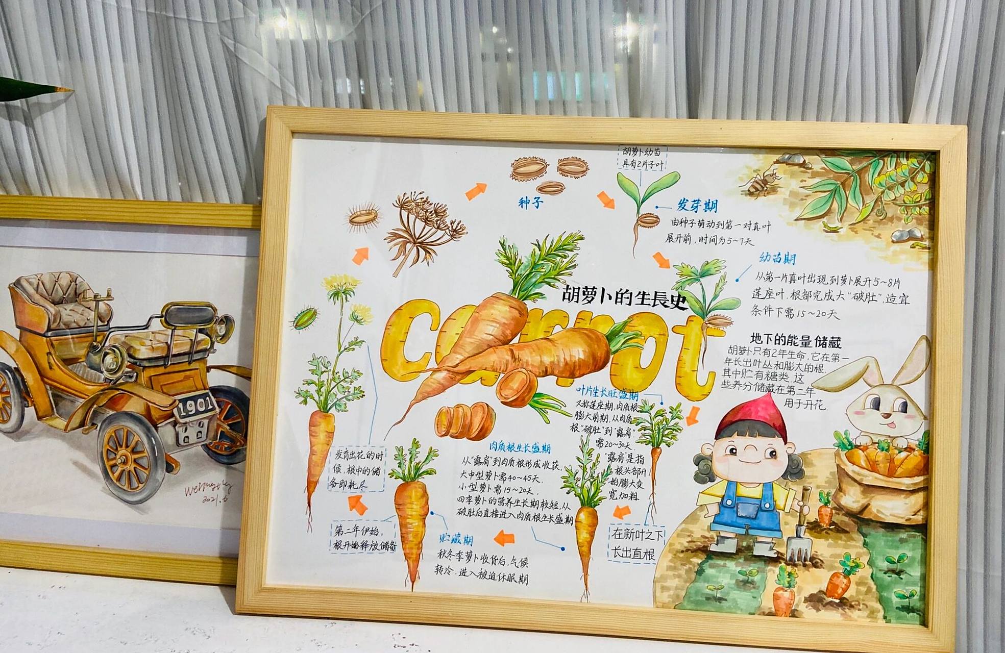 自然笔记|科普知识|胡萝卜生长 用一张图直观了解萝卜的成长过程 	 把