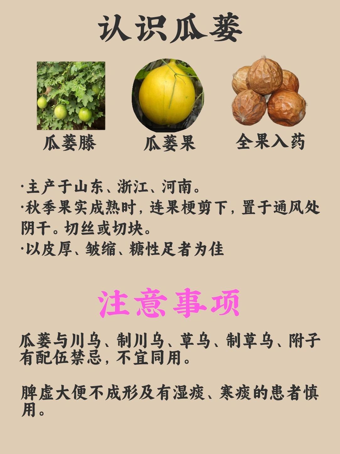 每日懂一味中药材/瓜蒌