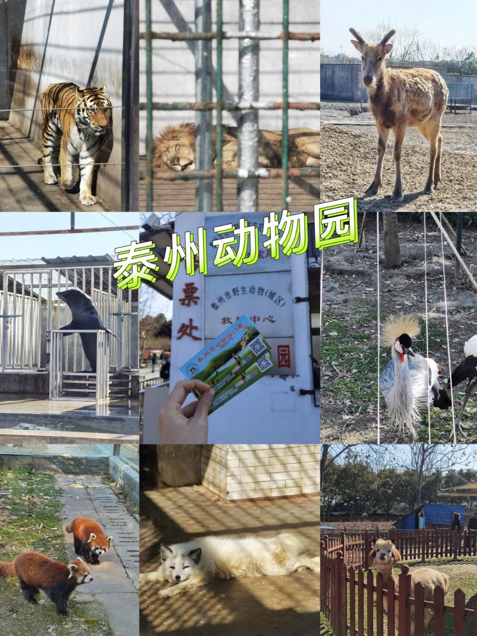 泰州|泰州动物园半日游 泰州动物园78-99泰州市海陵区凤凰东路91
