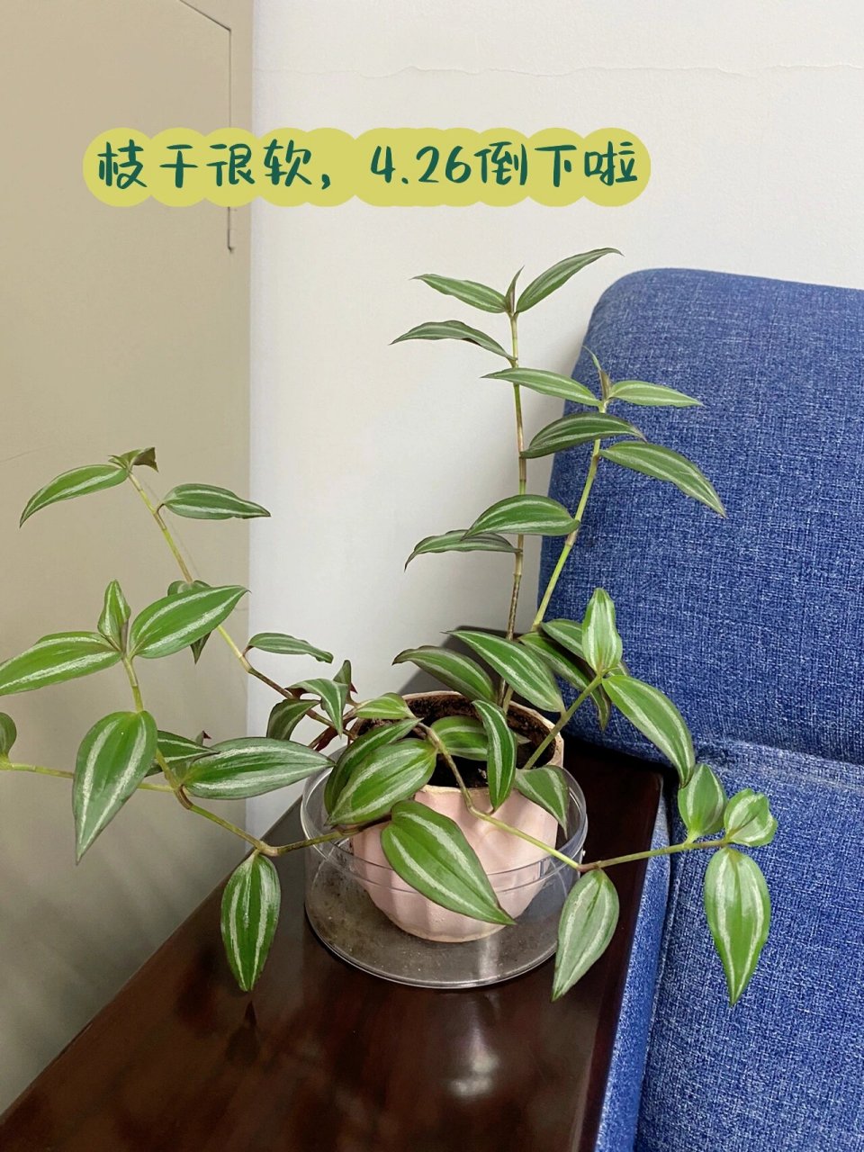 吊竹梅养护,扦插分享,附对比图——持续更新 吊竹梅易成活,扦插水培都