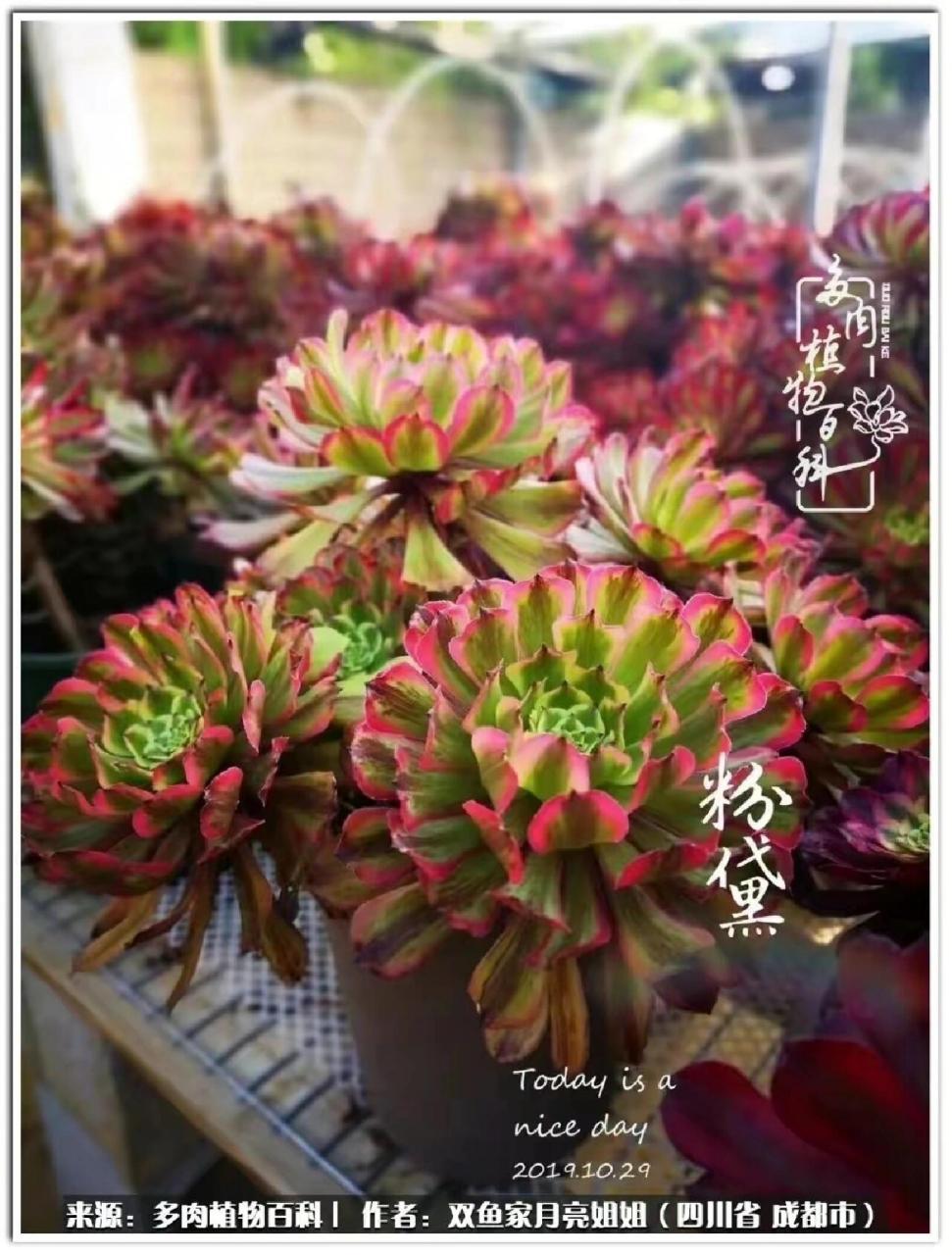 多肉法师 粉黛 这个品种有很多名字,最早叫萤火,后来改名叫粉黛,还有