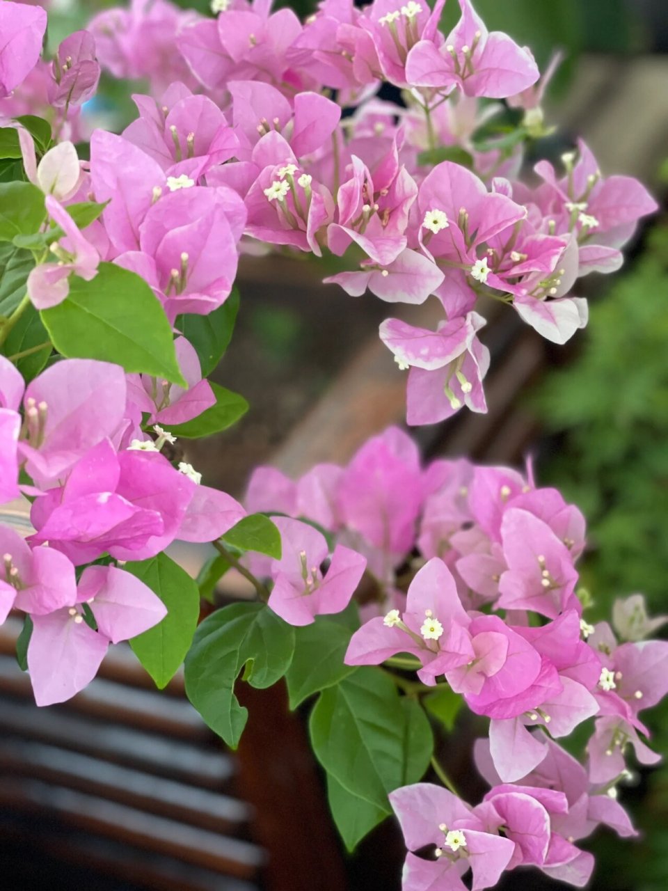 96 广红樱,是红心樱花其中之一的品种,也称为广州版红樱,是三角梅