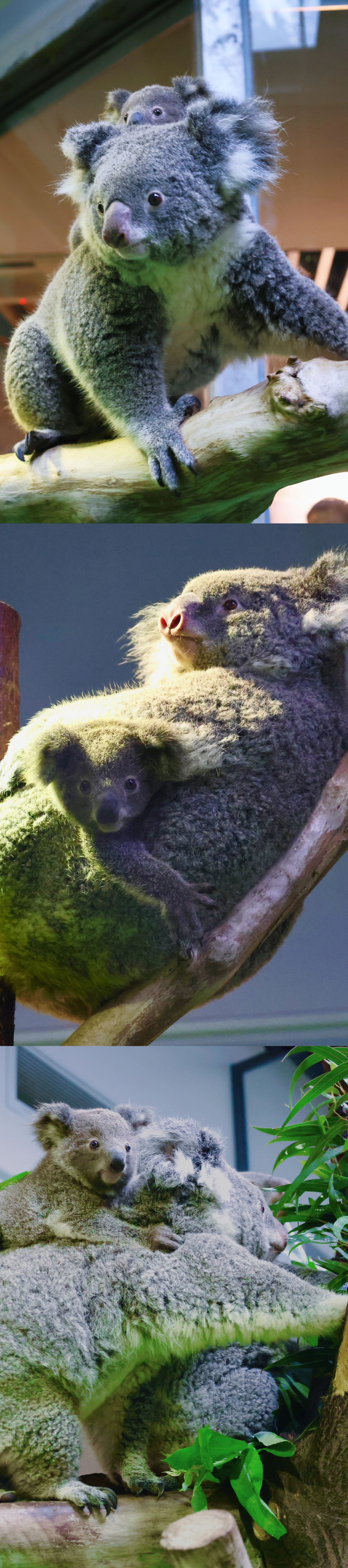 给大家分享我最近的电子宠物🐨! 考拉茉莉和它的女儿五宝!可爱晕