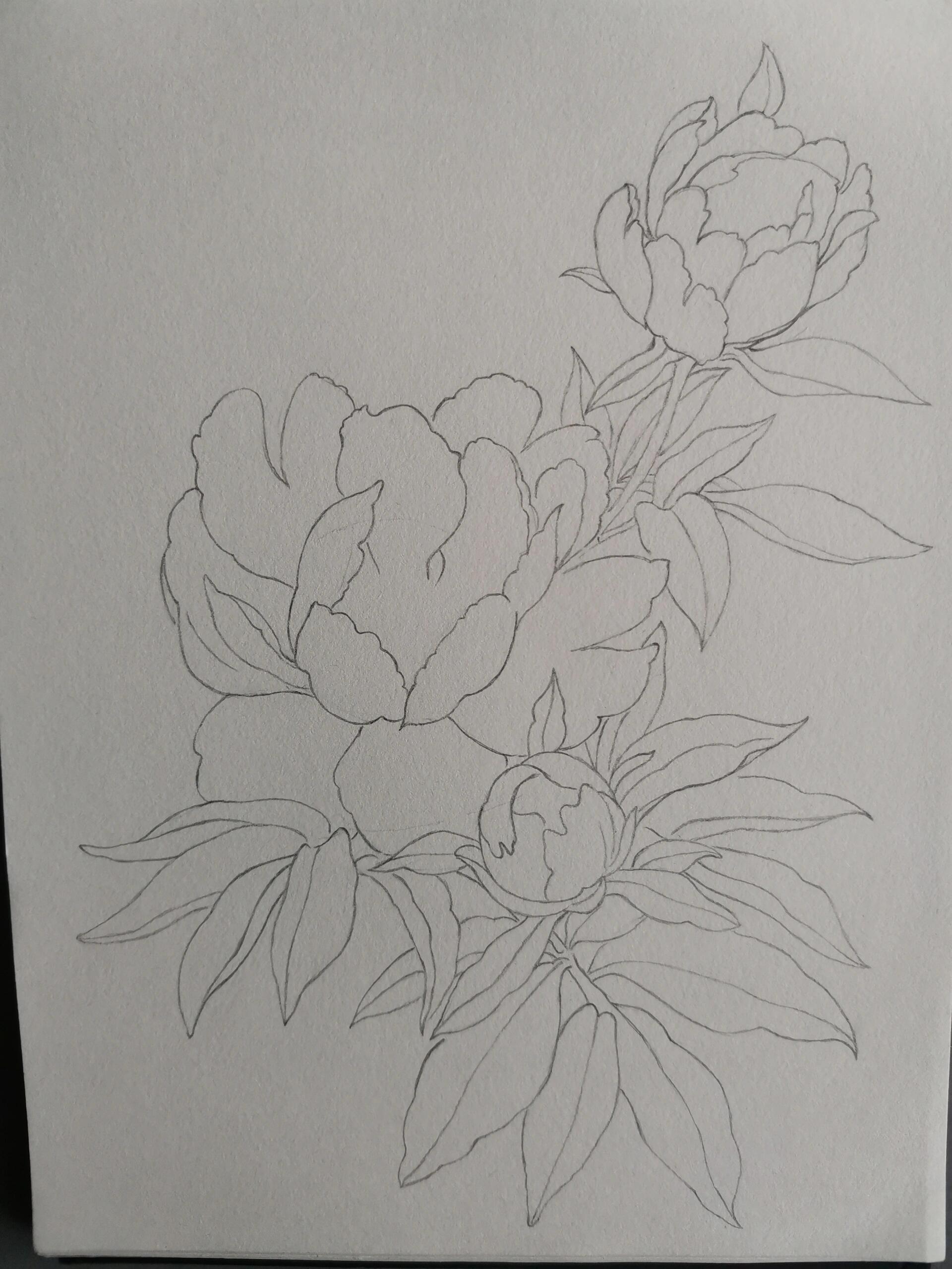 今天我要教大家如何画一朵美丽的芍药花.准备好画笔和纸张了吗?