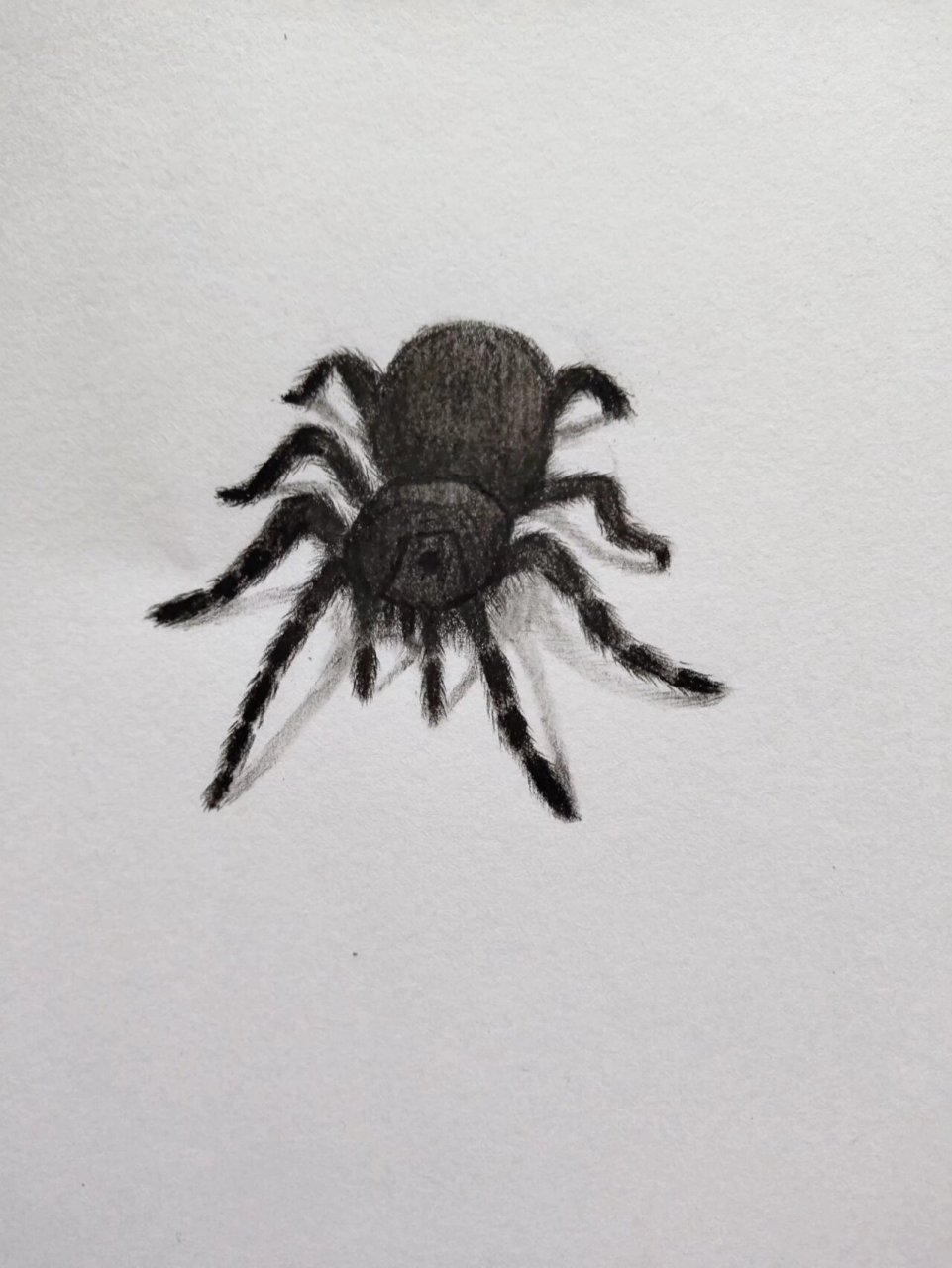 素描蜘蛛