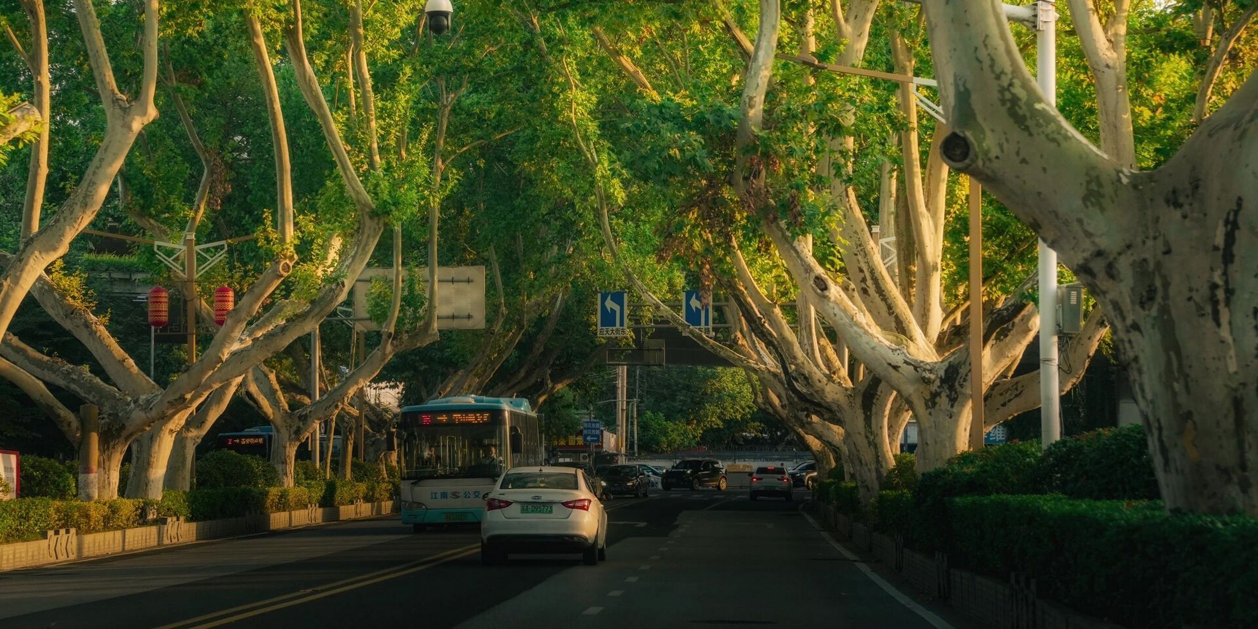 是梧桐树,城是南京城 一句梧桐美,种满南京城 这几年,南京的梧桐树