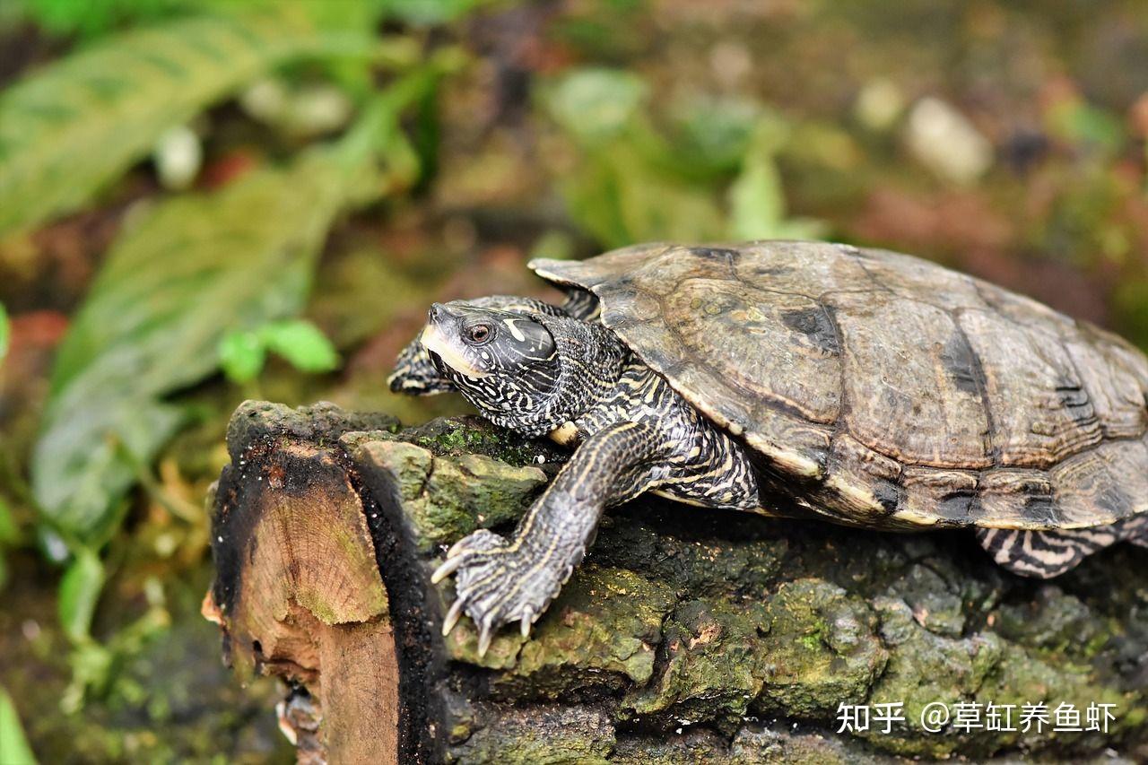新手养龟养草龟还是鳄龟