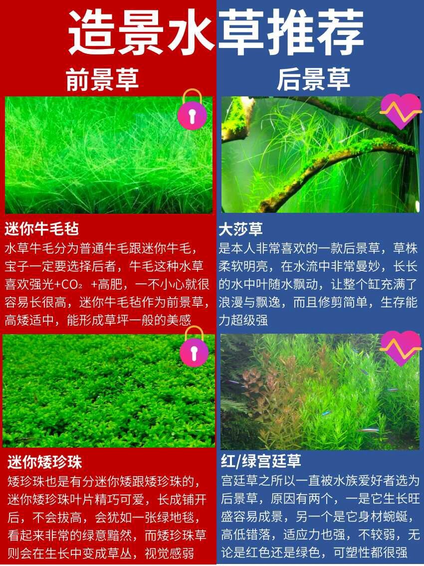 造景水草推荐,12种,前景草&后景草 造景对于水草缸,是每个宝子的一大