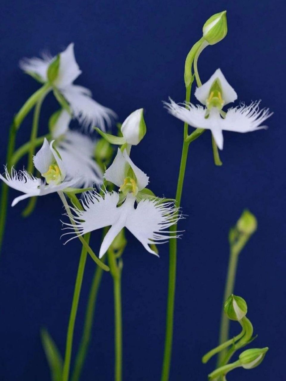 奇特的植物们(004)白鹭兰 96别名:白鹭兰 96中文名:狭叶白蝶兰